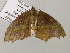  ( - BC ZSM Lep 57310)  @12 [ ] CreativeCommons - Attribution Non-Commercial Share-Alike (2012) Axel Hausmann/Bavarian State Collection of Zoology (ZSM) SNSB, Zoologische Staatssammlung Muenchen