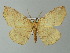  (Selenia AH01Ch - BC ZSM Lep 57319)  @13 [ ] CreativeCommons - Attribution Non-Commercial Share-Alike (2012) Axel Hausmann/Bavarian State Collection of Zoology (ZSM) SNSB, Zoologische Staatssammlung Muenchen