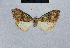  ( - BC ZSM Lep 48485)  @12 [ ] CreativeCommons - Attribution Non-Commercial Share-Alike (2012) Axel Hausmann/Bavarian State Collection of Zoology (ZSM) SNSB, Zoologische Staatssammlung Muenchen