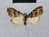  ( - BC ZSM Lep 48486)  @13 [ ] CreativeCommons - Attribution Non-Commercial Share-Alike (2012) Axel Hausmann/Bavarian State Collection of Zoology (ZSM) SNSB, Zoologische Staatssammlung Muenchen