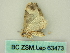  (Xanthorhoe AH01Co - BC ZSM Lep 63473)  @12 [ ] CreativeCommons - Attribution Non-Commercial Share-Alike (2012) Axel Hausmann/Bavarian State Collection of Zoology (ZSM) SNSB, Zoologische Staatssammlung Muenchen