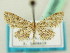  (Idaea AH08SAr - BC ZSM Lep 63565)  @11 [ ] CreativeCommons - Attribution Non-Commercial Share-Alike (2012) Axel Hausmann/Bavarian State Collection of Zoology (ZSM) SNSB, Zoologische Staatssammlung Muenchen