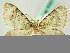  ( - BC ZSM Lep 63574)  @12 [ ] CreativeCommons - Attribution Non-Commercial Share-Alike (2012) Axel Hausmann/Bavarian State Collection of Zoology (ZSM) SNSB, Zoologische Staatssammlung Muenchen