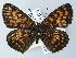  (Melitaea AH01 - BC ZSM Lep 64694)  @11 [ ] CreativeCommons - Attribution Non-Commercial Share-Alike (2012) Axel Hausmann/Bavarian State Collection of Zoology (ZSM) SNSB, Zoologische Staatssammlung Muenchen