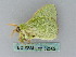  ( - BC ZSM Lep 52502)  @12 [ ] CreativeCommons - Attribution Non-Commercial Share-Alike (2012) Axel Hausmann/Bavarian State Collection of Zoology (ZSM) SNSB, Zoologische Staatssammlung Muenchen