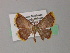  (Chrysocraspeda AH04Ph - BC ZSM Lep 54463)  @11 [ ] CreativeCommons - Attribution Non-Commercial Share-Alike (2012) Axel Hausmann/Bavarian State Collection of Zoology (ZSM) SNSB, Zoologische Staatssammlung Muenchen