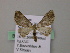  (Eupithecia AH01Vi - BC ZSM Lep 57365)  @14 [ ] CreativeCommons - Attribution Non-Commercial Share-Alike (2012) Axel Hausmann/Bavarian State Collection of Zoology (ZSM) SNSB, Zoologische Staatssammlung Muenchen
