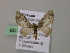  (Eupithecia AH02Vi - BC ZSM Lep 57369)  @13 [ ] CreativeCommons - Attribution Non-Commercial Share-Alike (2012) Axel Hausmann/Bavarian State Collection of Zoology (ZSM) SNSB, Zoologische Staatssammlung Muenchen