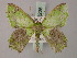  (Agathia muluensis - BC ZSM Lep 58225)  @14 [ ] CreativeCommons - Attribution Non-Commercial Share-Alike (2012) Axel Hausmann/Bavarian State Collection of Zoology (ZSM) SNSB, Zoologische Staatssammlung Muenchen