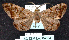  (Hypochrosis binexataMS0B - BC ZSM Lep 64534)  @11 [ ] Copyright (2012) Axel Hausmann/Bavarian State Collection of Zoology (ZSM) SNSB, Zoologische Staatssammlung Muenchen