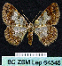  (Zamarada BOLD:ABA1822 - BC ZSM Lep 64545)  @14 [ ] Copyright (2012) Axel Hausmann/Bavarian State Collection of Zoology (ZSM) SNSB, Zoologische Staatssammlung Muenchen