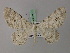  (Lassaba albidaria - BC ZSM Lep add 57820)  @13 [ ] CreativeCommons - Attribution Non-Commercial Share-Alike (2012) Axel Hausmann/Bavarian State Collection of Zoology (ZSM) SNSB, Zoologische Staatssammlung Muenchen