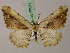  (Apophyga - BC ZSM Lep add 57831)  @15 [ ] CreativeCommons - Attribution Non-Commercial Share-Alike (2012) Axel Hausmann/Bavarian State Collection of Zoology (ZSM) SNSB, Zoologische Staatssammlung Muenchen