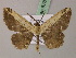  ( - BC ZSM Lep add 57832)  @13 [ ] CreativeCommons - Attribution Non-Commercial Share-Alike (2012) Axel Hausmann/Bavarian State Collection of Zoology (ZSM) SNSB, Zoologische Staatssammlung Muenchen