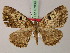  (Xylopteryx galla - BC ZSM Lep add 57839)  @14 [ ] CreativeCommons - Attribution Non-Commercial Share-Alike (2012) Axel Hausmann/Bavarian State Collection of Zoology (ZSM) SNSB, Zoologische Staatssammlung Muenchen