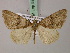  (Xylopteryx guichardi - BC ZSM Lep add 57842)  @15 [ ] CreativeCommons - Attribution Non-Commercial Share-Alike (2012) Axel Hausmann/Bavarian State Collection of Zoology (ZSM) SNSB, Zoologische Staatssammlung Muenchen