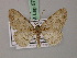  (Aethalura leucozona - BC ZSM Lep add 57844)  @13 [ ] CreativeCommons - Attribution Non-Commercial Share-Alike (2012) Axel Hausmann/Bavarian State Collection of Zoology (ZSM) SNSB, Zoologische Staatssammlung Muenchen