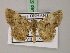  ( - BC ZSM Lep add 57850)  @14 [ ] CreativeCommons - Attribution Non-Commercial Share-Alike (2012) Axel Hausmann/Bavarian State Collection of Zoology (ZSM) SNSB, Zoologische Staatssammlung Muenchen