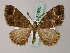  (Sysstema aulatis - BC ZSM Lep add 57880)  @13 [ ] CreativeCommons - Attribution Non-Commercial Share-Alike (2012) Axel Hausmann/Bavarian State Collection of Zoology (ZSM) SNSB, Zoologische Staatssammlung Muenchen