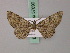  ( - BC ZSM Lep add 57890)  @13 [ ] CreativeCommons - Attribution Non-Commercial Share-Alike (2012) Axel Hausmann/Bavarian State Collection of Zoology (ZSM) SNSB, Zoologische Staatssammlung Muenchen