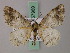  ( - BC ZSM Lep add 57969)  @11 [ ] CreativeCommons - Attribution Non-Commercial Share-Alike (2012) Axel Hausmann/Bavarian State Collection of Zoology (ZSM) SNSB, Zoologische Staatssammlung Muenchen