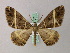  ( - BC ZSM Lep add 57971)  @11 [ ] CreativeCommons - Attribution Non-Commercial Share-Alike (2012) Axel Hausmann/Bavarian State Collection of Zoology (ZSM) SNSB, Zoologische Staatssammlung Muenchen