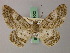  (Cleora batillata - BC ZSM Lep add 58002)  @14 [ ] CreativeCommons - Attribution Non-Commercial Share-Alike (2012) Axel Hausmann/Bavarian State Collection of Zoology (ZSM) SNSB, Zoologische Staatssammlung Muenchen