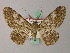  ( - BC ZSM Lep add 58010)  @11 [ ] CreativeCommons - Attribution Non-Commercial Share-Alike (2012) Axel Hausmann/Bavarian State Collection of Zoology (ZSM) SNSB, Zoologische Staatssammlung Muenchen