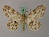  (Cleora lacrymata - BC ZSM Lep add 58032)  @14 [ ] CreativeCommons - Attribution Non-Commercial Share-Alike (2012) Axel Hausmann/Bavarian State Collection of Zoology (ZSM) SNSB, Zoologische Staatssammlung Muenchen