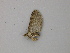  (Eupithecia AH05Pe - BC ZSM Lep add 58073)  @13 [ ] CreativeCommons - Attribution Non-Commercial Share-Alike (2012) Axel Hausmann/Bavarian State Collection of Zoology (ZSM) SNSB, Zoologische Staatssammlung Muenchen