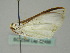  ( - BC ZSM Lep 52458)  @12 [ ] CreativeCommons - Attribution Non-Commercial Share-Alike (2012) Axel Hausmann/Bavarian State Collection of Zoology (ZSM) SNSB, Zoologische Staatssammlung Muenchen
