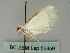  ( - BC ZSM Lep 52459)  @12 [ ] CreativeCommons - Attribution Non-Commercial Share-Alike (2012) Axel Hausmann/Bavarian State Collection of Zoology (ZSM) SNSB, Zoologische Staatssammlung Muenchen
