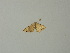  (Idaea BOLD:ABW6631 - BC ZSM Lep 62107)  @12 [ ] CreativeCommons - Attribution Non-Commercial Share-Alike (2012) Axel Hausmann/Bavarian State Collection of Zoology (ZSM) SNSB, Zoologische Staatssammlung Muenchen