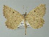  (Ortaliella stonei - BC ZSM Lep 60026)  @13 [ ] CreativeCommons - Attribution Non-Commercial Share-Alike (2012) Axel Hausmann/Bavarian State Collection of Zoology (ZSM) SNSB, Zoologische Staatssammlung Muenchen