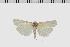  (Eilema SL01Jo - BC ZSM Lep 60698)  @13 [ ] CreativeCommons - Attribution Non-Commercial Share-Alike (2012) Axel Hausmann/Bavarian State Collection of Zoology (ZSM) SNSB, Zoologische Staatssammlung Muenchen