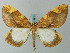  (Gandaritis postalba - BC ZSM Lep 62723)  @15 [ ] CreativeCommons - Attribution Non-Commercial Share-Alike (2012) Axel Hausmann/Bavarian State Collection of Zoology (ZSM) SNSB, Zoologische Staatssammlung Muenchen