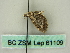  (Chloroclystis AH03Au - BC ZSM Lep 61109)  @12 [ ] CreativeCommons - Attribution Non-Commercial Share-Alike (2012) Axel Hausmann/Bavarian State Collection of Zoology (ZSM) SNSB, Zoologische Staatssammlung Muenchen