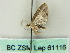  (Chloroclystis AH04Au - BC ZSM Lep 61116)  @12 [ ] CreativeCommons - Attribution Non-Commercial Share-Alike (2012) Axel Hausmann/Bavarian State Collection of Zoology (ZSM) SNSB, Zoologische Staatssammlung Muenchen