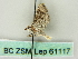 ( - BC ZSM Lep 61117)  @12 [ ] CreativeCommons - Attribution Non-Commercial Share-Alike (2012) Axel Hausmann/Bavarian State Collection of Zoology (ZSM) SNSB, Zoologische Staatssammlung Muenchen