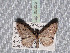  (Eupithecia pauxillaria - BC ZSM Lep 65685)  @13 [ ] Copyright (2012) Axel Hausmann/Bavarian State Collection of Zoology (ZSM) SNSB, Zoologische Staatssammlung Muenchen