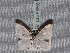  ( - BC ZSM Lep 65696)  @12 [ ] Copyright (2012) Axel Hausmann/Bavarian State Collection of Zoology (ZSM) SNSB, Zoologische Staatssammlung Muenchen