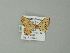  (Idaea fervensAH01Pe - BC ZSM Lep 62077)  @12 [ ] CreativeCommons - Attribution Non-Commercial Share-Alike (2012) Axel Hausmann/Bavarian State Collection of Zoology (ZSM) SNSB, Zoologische Staatssammlung Muenchen