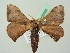  (Triuncina brunnea - BC ZSM Lep 20656)  @14 [ ] CreativeCommons - Attribution Non-Commercial Share-Alike (2012) Axel Hausmann/Bavarian State Collection of Zoology (ZSM) SNSB, Zoologische Staatssammlung Muenchen