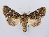  ( - BC ZSM Lep 66269)  @13 [ ] CreativeCommons - Attribution Non-Commercial Share-Alike (2012) Axel Hausmann/Bavarian State Collection of Zoology (ZSM) SNSB, Zoologische Staatssammlung Muenchen