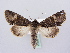  ( - BC ZSM Lep 66274)  @13 [ ] CreativeCommons - Attribution Non-Commercial Share-Alike (2012) Axel Hausmann/Bavarian State Collection of Zoology (ZSM) SNSB, Zoologische Staatssammlung Muenchen