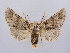  (Valeria schreieri - BC ZSM Lep 66275)  @12 [ ] CreativeCommons - Attribution Non-Commercial Share-Alike (2012) Axel Hausmann/Bavarian State Collection of Zoology (ZSM) SNSB, Zoologische Staatssammlung Muenchen