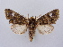  (Valeria albodiscata - BC ZSM Lep 66279)  @13 [ ] CreativeCommons - Attribution Non-Commercial Share-Alike (2012) Axel Hausmann/Bavarian State Collection of Zoology (ZSM) SNSB, Zoologische Staatssammlung Muenchen