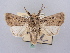  ( - BC ZSM Lep 66280)  @11 [ ] CreativeCommons - Attribution Non-Commercial Share-Alike (2012) Axel Hausmann/Bavarian State Collection of Zoology (ZSM) SNSB, Zoologische Staatssammlung Muenchen