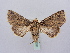  (Valeria chlorosticta - BC ZSM Lep 66281)  @13 [ ] CreativeCommons - Attribution Non-Commercial Share-Alike (2012) Axel Hausmann/Bavarian State Collection of Zoology (ZSM) SNSB, Zoologische Staatssammlung Muenchen