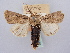  ( - BC ZSM Lep 66282)  @11 [ ] CreativeCommons - Attribution Non-Commercial Share-Alike (2012) Axel Hausmann/Bavarian State Collection of Zoology (ZSM) SNSB, Zoologische Staatssammlung Muenchen